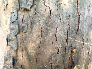 Close-up of old tree bark with deep, vertical cracks and flaking texture