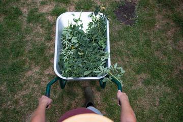Man with wheelbarrow working in garden