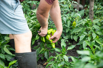 Close up farmer hand harvesting fresh organic green bell pepper in farm, agricultural concept