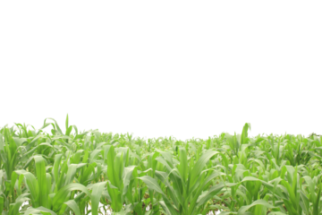 A field of corn isolated on transparent background for graphic design.