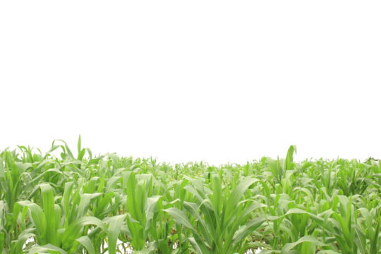 A field of corn isolated on transparent background for graphic design.