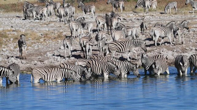  Plain zebras at waterhole, zebras drinking from a puddle, Equus quagga, zebra, savannah, , Etosha, Namibia
