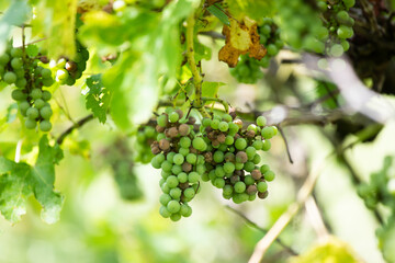 Plant disease, destroyed grapes.