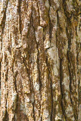Obraz premium Close up tree bark texture as a wooden background.