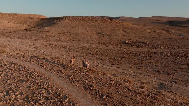 Aerial cinematic drone shot of onagers roaming the Negev desert. Smooth orbit and dolly moves capture wild donkeys in their natural habitat.