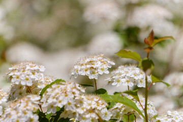 シモツケの白い小花の群生と春の光