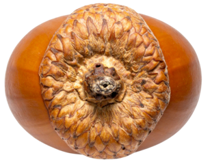 Top-Down View of Acorn Highlighting Cap Texture, Isolated