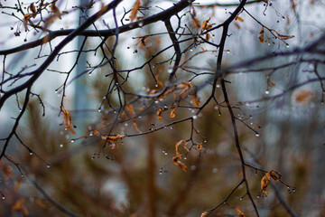 Raindrops on bare branches with remnants of autumn leaves. Depressing season of nature's transition from autumn to winter