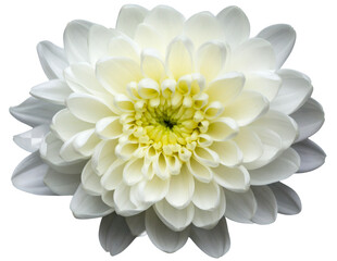  Top-Down View of White Chrysanthemum Bloom Only, Close-Up, Isolated