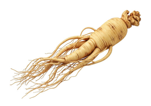 Botanical closeup of a whole fresh panax ginseng root with intricate fibrous root system transparent background