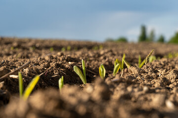 Fresh corn sprouts emerging from fertile soil under a clear sky in a rural farm setting