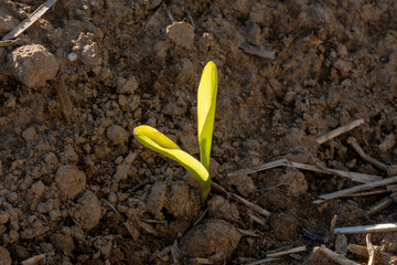 Freshly sprouted corn seedling emerging from the soil in a sunlit agricultural field during spring cultivation