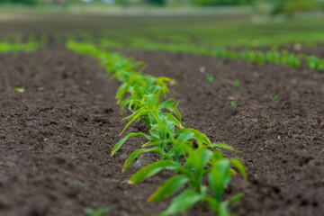 Growing corn plants in a field with rich soil under natural light