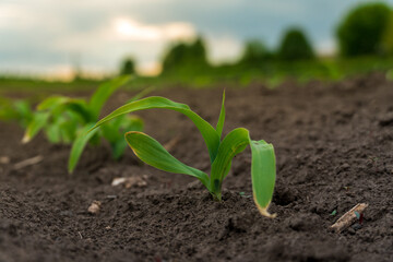 New corn plants emerging from rich soil in a field during the late afternoon light