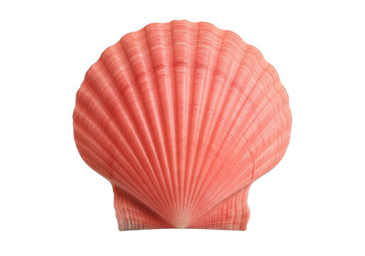 Vibrant pink scallop seashell detailed texture natural ocean beach treasure close up transparent background