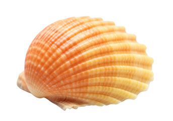 Fototapeta premium Detailed close-up of a textured orange and yellow seashell isolated on a dark surface transparent background