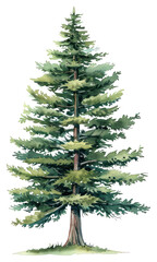 Fototapeta premium PNG An isolated fir tree illustration watercolor nature.