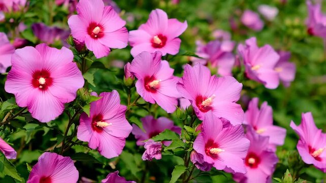 Beautiful Rose of Sharon Flowers in Bloom, Close-Up View of a Vibrant Floral Display