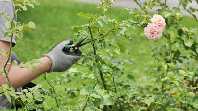 Gardener pruning roses with secateurs in spring garden