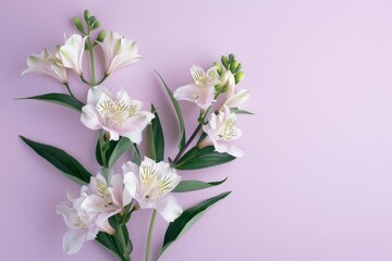 Fototapeta premium Delicate alstroemeria blooms arranged artfully on a soft lavender background.