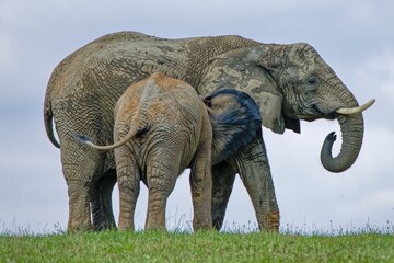 Mother and Baby African Elephant Standing Side by Side © Milan