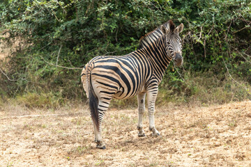 Zebra in Kissama National Park Angola Safari 