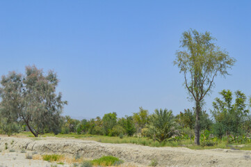 acacia nilotica trees inside outdoor farm landscape  plants and bushes gum arabic tree