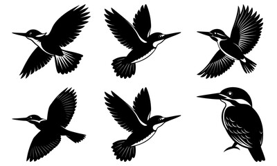 Six black and white kingfisher birds in various poses and orientations