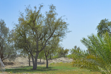 acacia nilotica trees in outdoor farm grass and plants