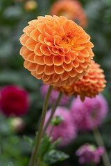 Dahlie