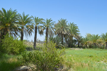 Obraz premium palm trees on a tropical outdoor farm nature garden blue sky dates plant