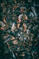 Dry Autumn leaves on the forest floor