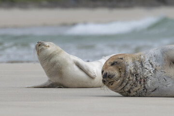 Naklejka premium Seal resting on the beach in The Netherlands