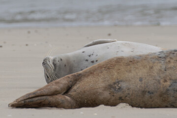 Seal resting on the beach in The Netherlands