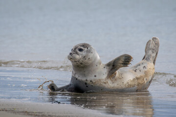 Seal resting on the beach in The Netherlands