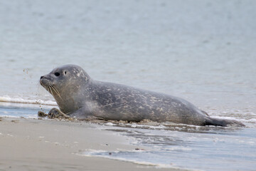 Obraz premium Seal resting on the beach in The Netherlands