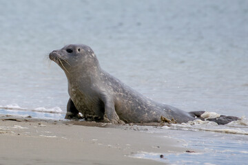 Seal resting on the beach in The Netherlands