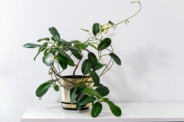 Blooming stephanotis houseplant with glossy green leaves and white flowers