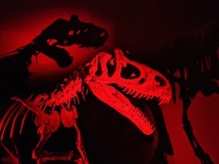 Tyrannosaurus Rext - Skelett © rbkelle