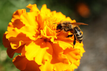 Bee on a marigold flower, close-up, macro