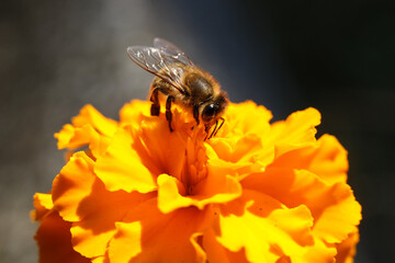 Bee on a marigold flower, close-up, macro