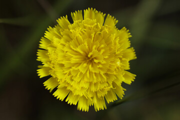 beautiful flowers of Pilosella officinarum, macro photo