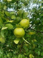 Orange Tree with green leaves
