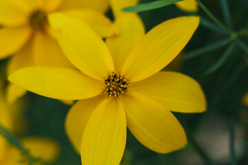 yellow flower of Coreopsis verticillata in the garden 