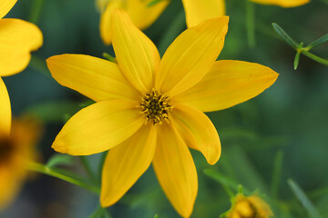 yellow flower of Coreopsis verticillata in the garden 