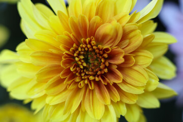 Close up of a yellow Chrysanthemum flower. Selective focus.