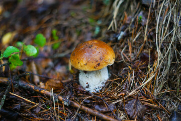 A lone porcini mushroom in its natural forest habitat