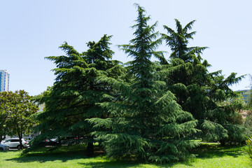 Tall, lush evergreen Himalayan cedars (Cedrus Deodara, Deodar) with dense, layered branches create green canopy in Sochi park, blending nature with cityscape in background