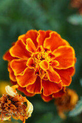 orange flower of Tagetes patula, the French marigold, close up in the garden