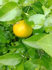 Orange tree with fruits
